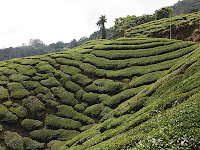 Boh Tea plantation, Cameron Highlands