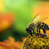 Οι μέλισσες κινδυνεύουν από το αλουμίνιο;