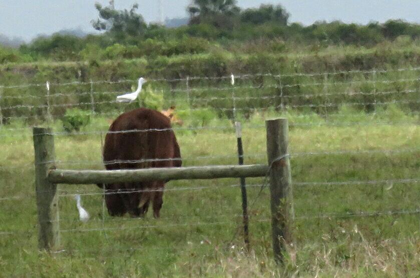 Bird Travel Photos Birding Sites Bird Information Cattle