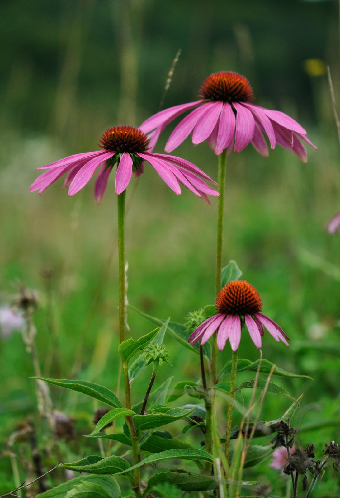 Discover West Virginia Wildflowers on the Highland Scenic Highway Part 2