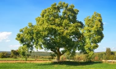CROMAMENTALES: COMO REPARAR SUS MUEBLES PASO 1 TIPOS DE MADERAS