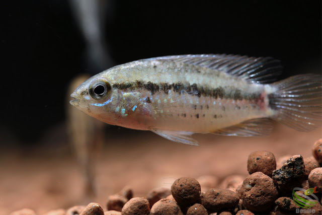 Apistogramma sp. Rio Curua