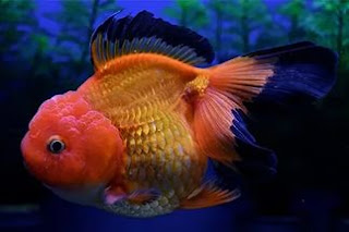 Japon Balığı: Japon Balığı Tek Başına Yumurtlar Mı?