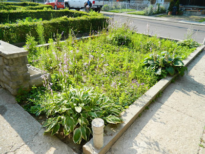 Bloordale garden cleanup before Paul Jung Toronto Gardening Services