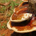 What Are The Benefits Of Ganoderma and There Side Effects?