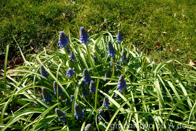 Szafirki Muscari