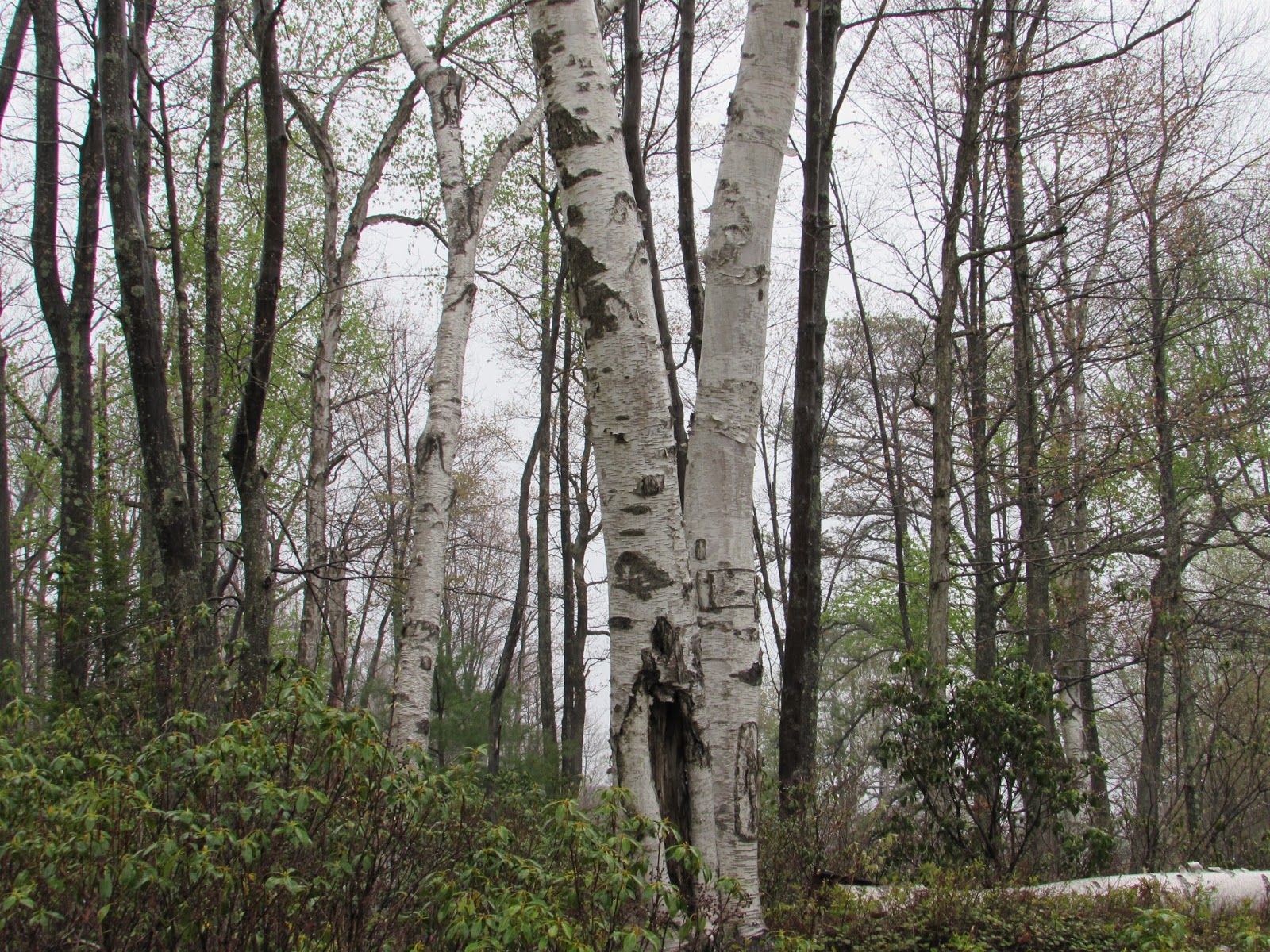 Spectacular Birch Grove at the Marion Brooks Natural Area, Elk County