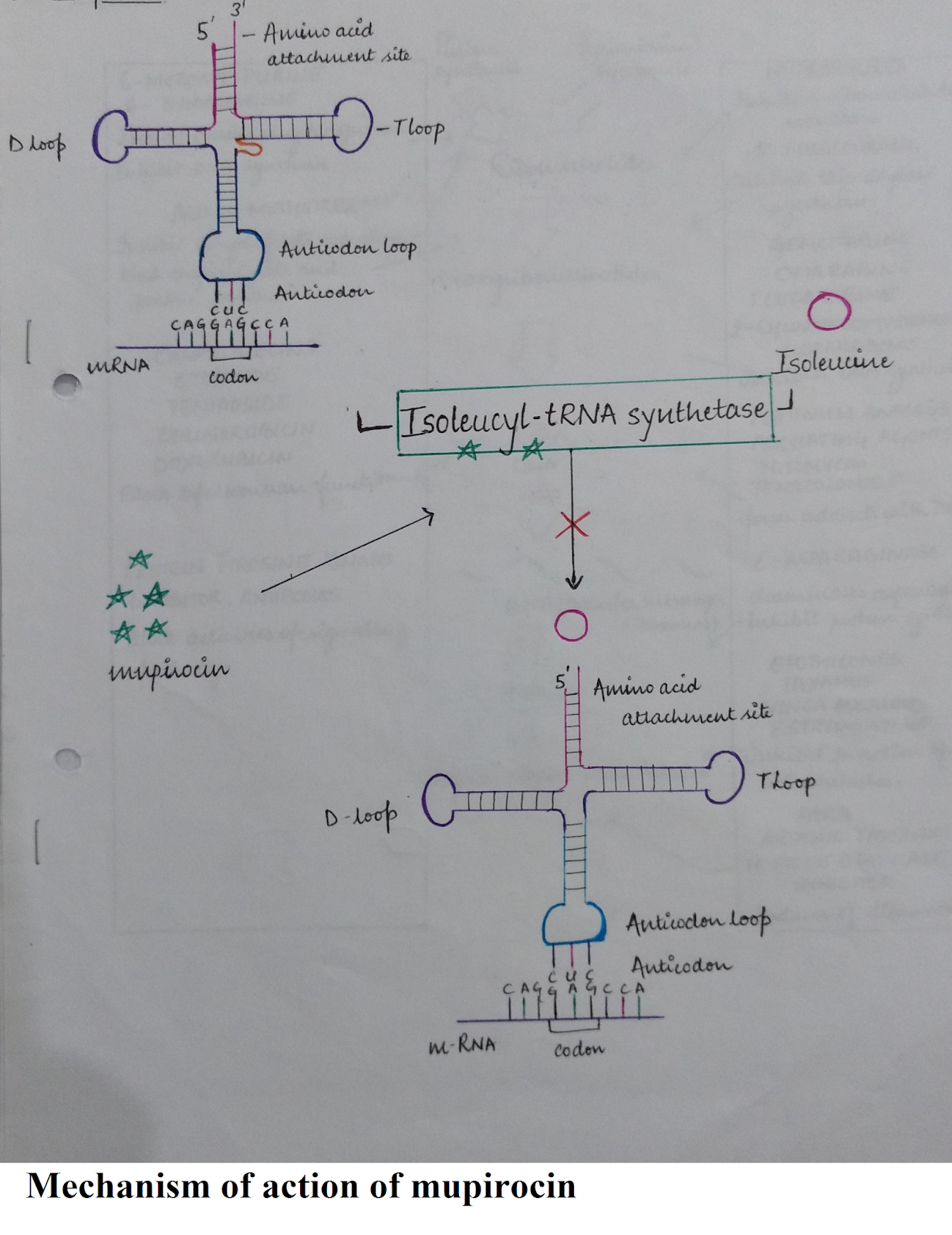 Pharmacology Of Drugs Mupirocin