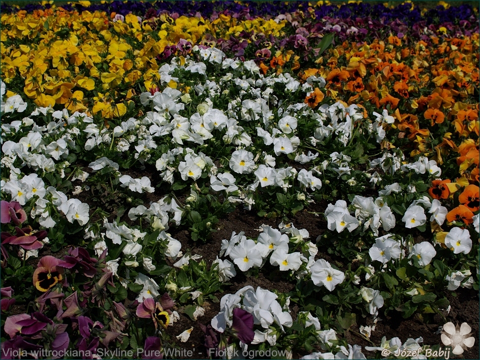 Viola wittrockiana 'Skyline Pure White' -  Fiołek ogrodowy, bratek