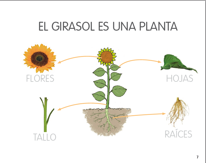 Los infantes del Blas CONOCEMOS LAS PARTES DEL GIRASOL Y QUE SON LAS PALABRAS COMPUESTAS Los infantes del Blas CONOCEMOS LAS PARTES DEL GIRASOL Y QUE SON LAS PALABRAS COMPUESTAS
