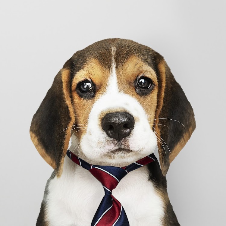Brasil é o 2º maior mercado de pet no mundo e as empresas estão faturando com isso