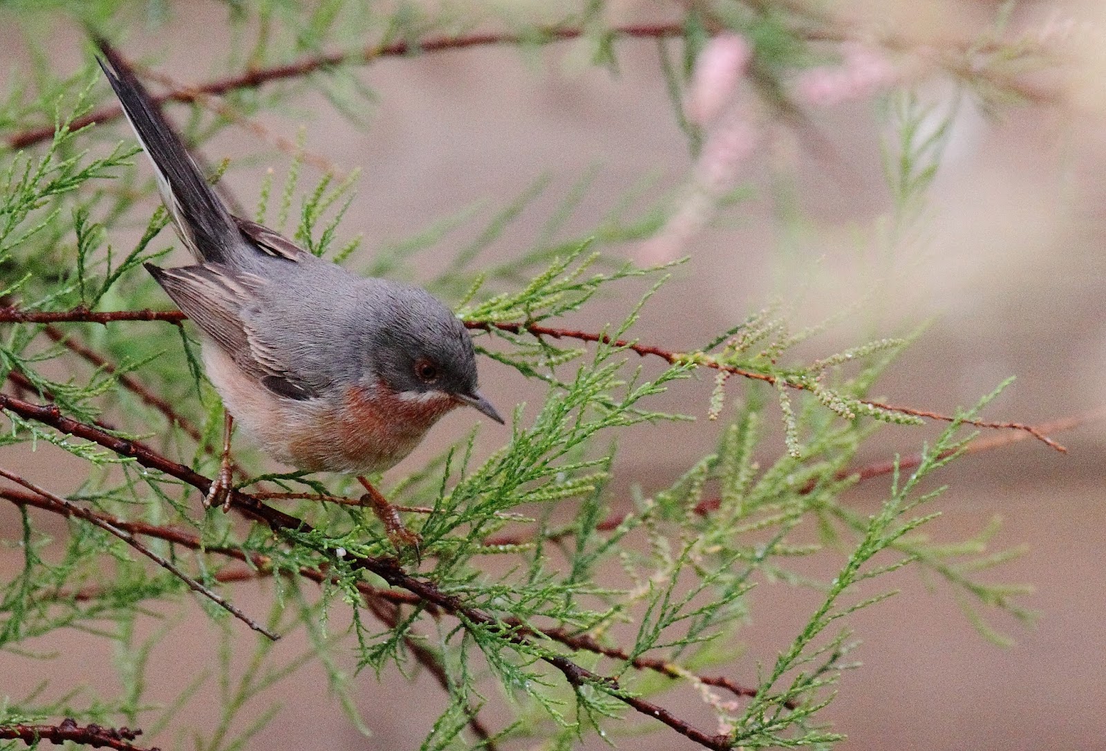 Pirate birding: Mallorca birds