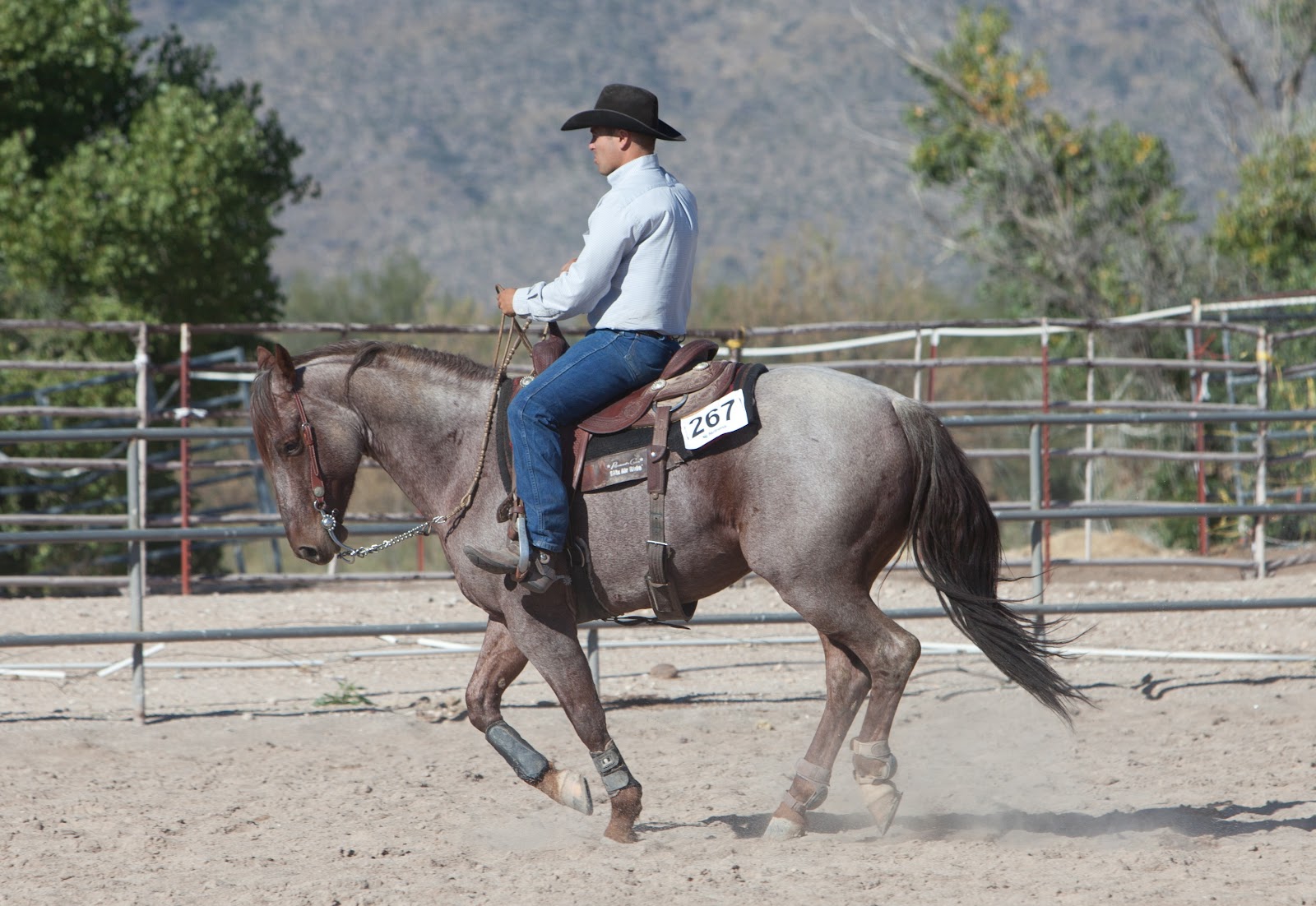 Roan River Ranch Quarter Horses Horse training in Tucson, Arizona