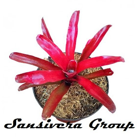 ANEKA BROMELIA BROMELIA-RED-NEON