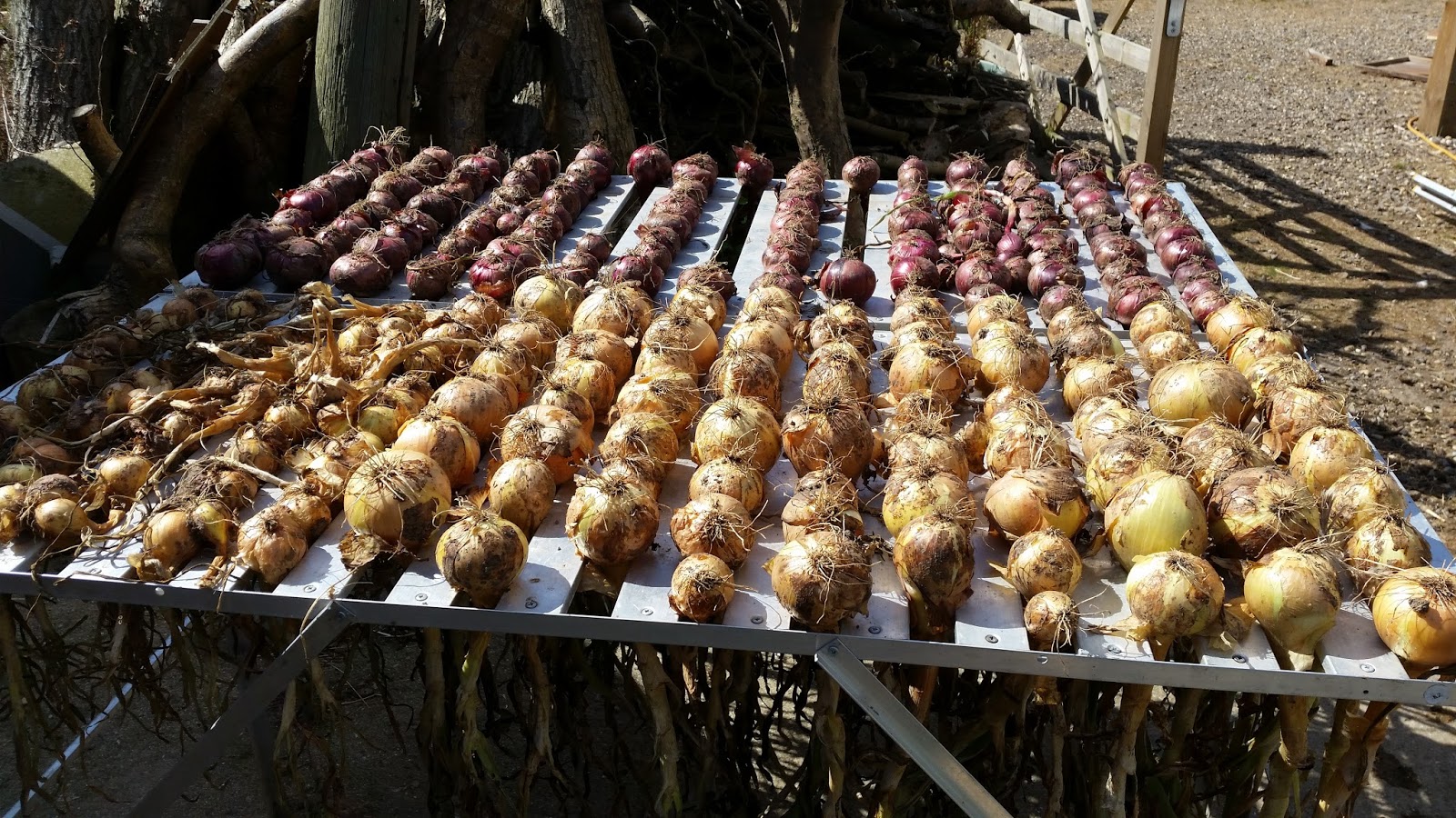 Tales from Swallow Farm Broad Beans Sleeping In A Blankety Bed...