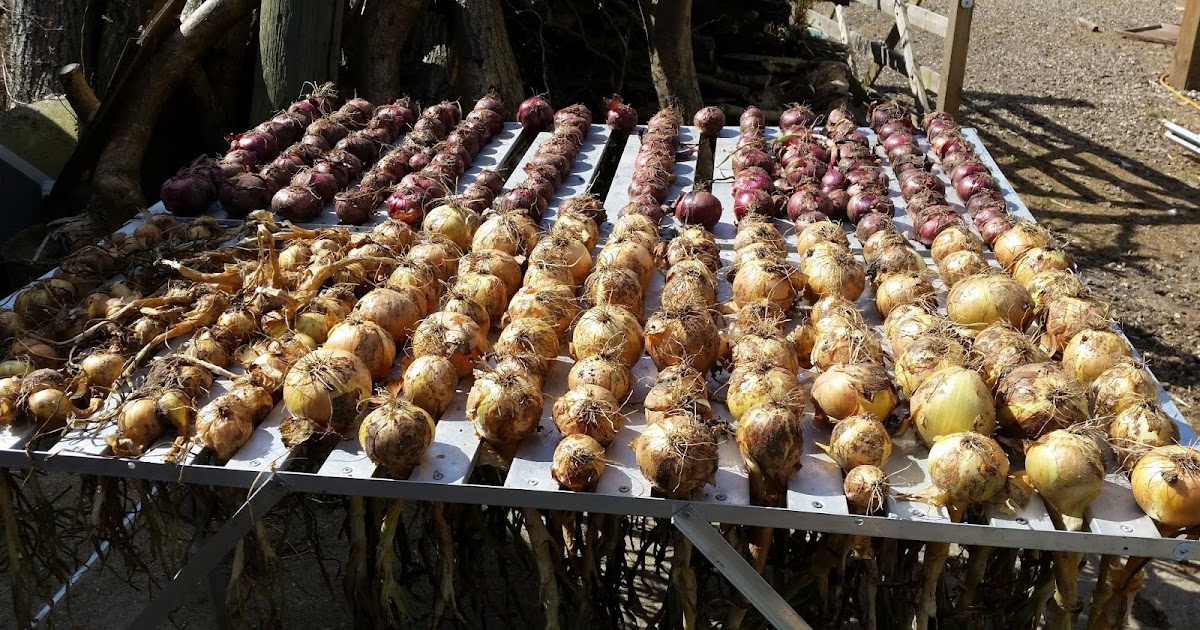 Tales from Swallow Farm Broad Beans Sleeping In A Blankety Bed...