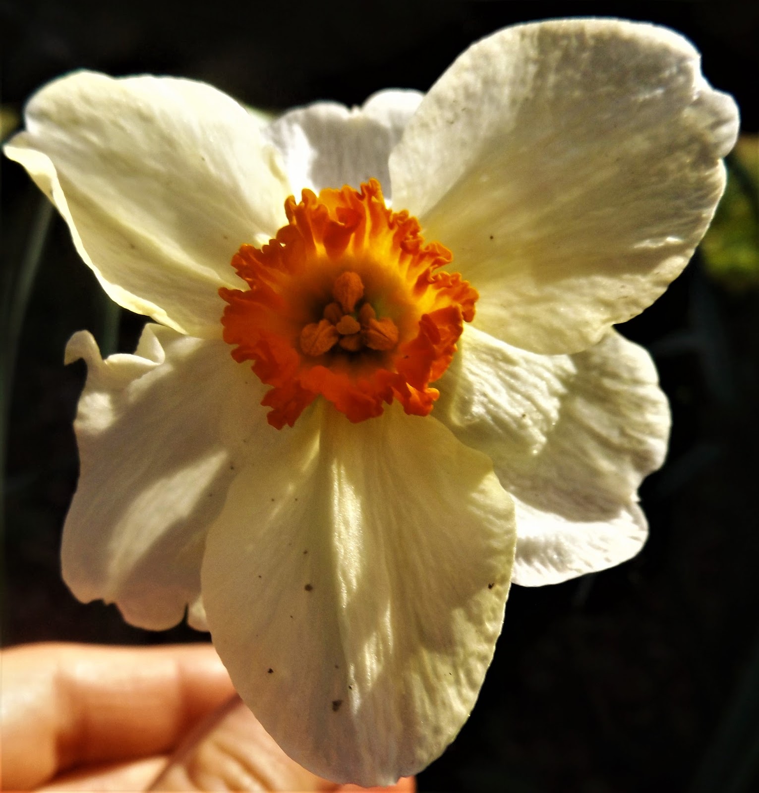 Flowers That Bloom In March In / 66 Square Feet (Plus) March