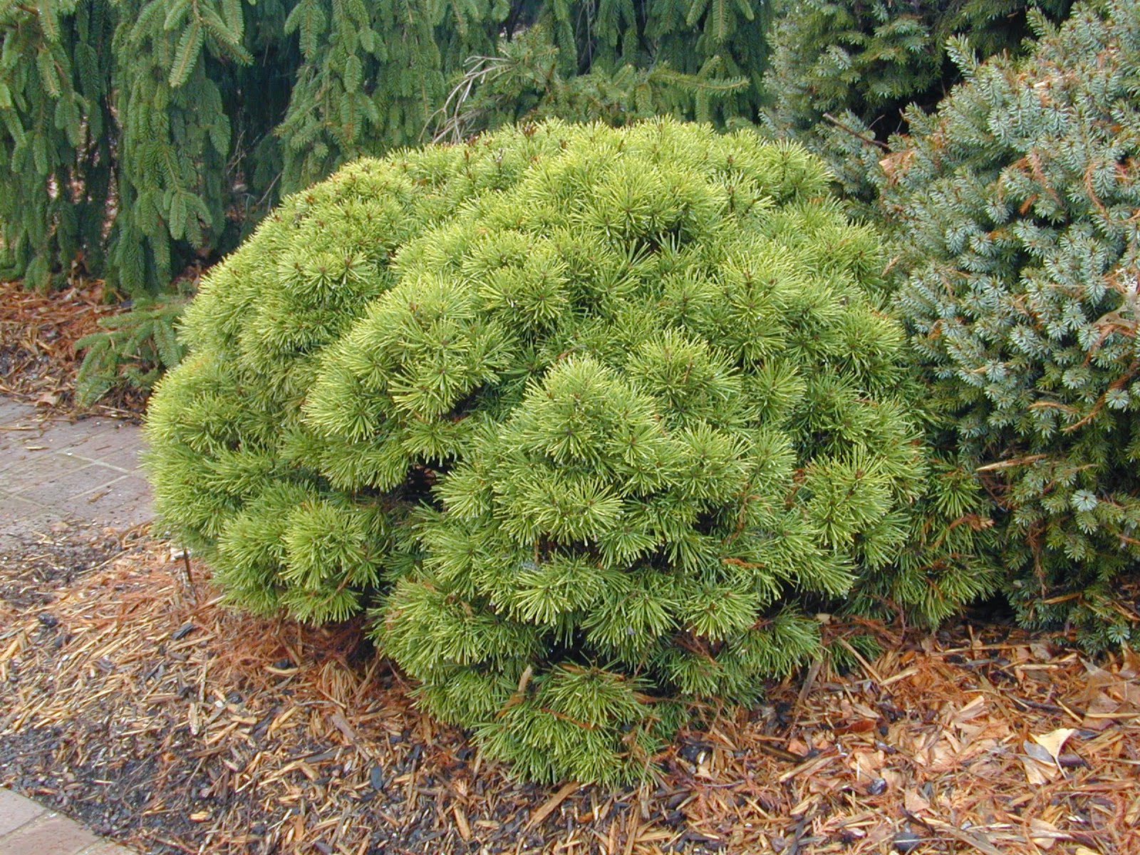 Trees of Santa Cruz County: Dwarf and Weeping Conifers