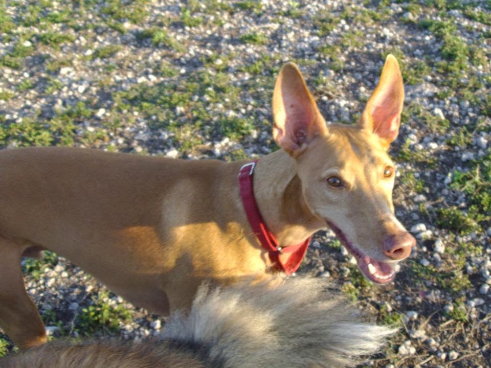 Key West Collies Pharaoh Hounds