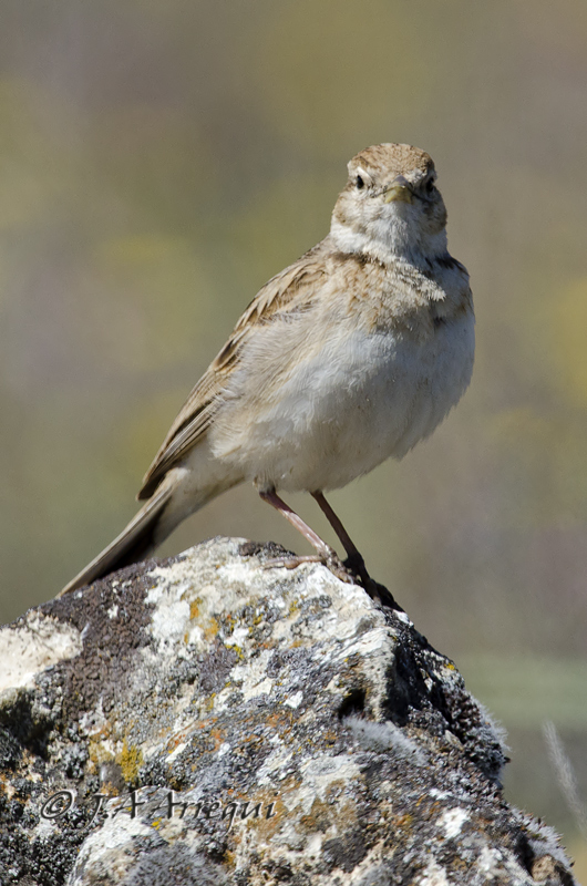 Terrera común, Callandrella brachydactyla, Short-toed Lark Terrera común, Callandrella brachydactyla, Short-toed Lark