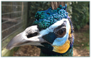 Peacock looking mistrusting