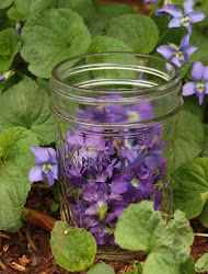 violet violets vinegar wild uses edible plants five flower tea thenerdyfarmwife medicinal sweet herbs nourishing infusion flowers purple