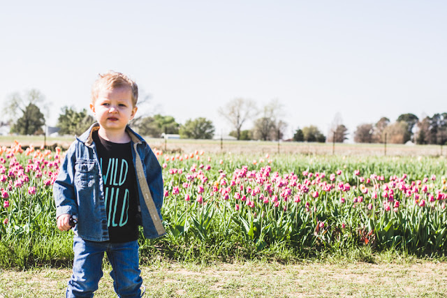 Tulip Farm