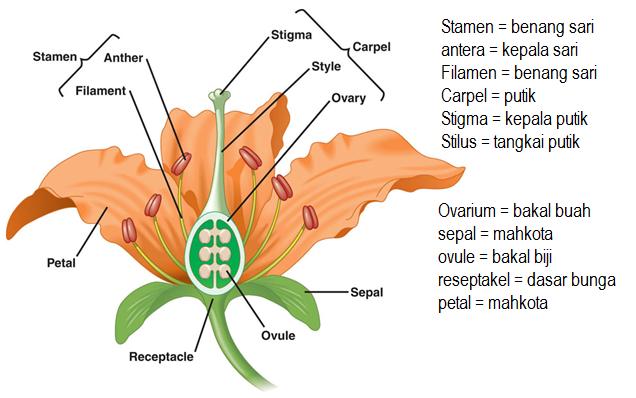 Struktur Dan Anatomi Bunga, SMA Kelas XI IPA