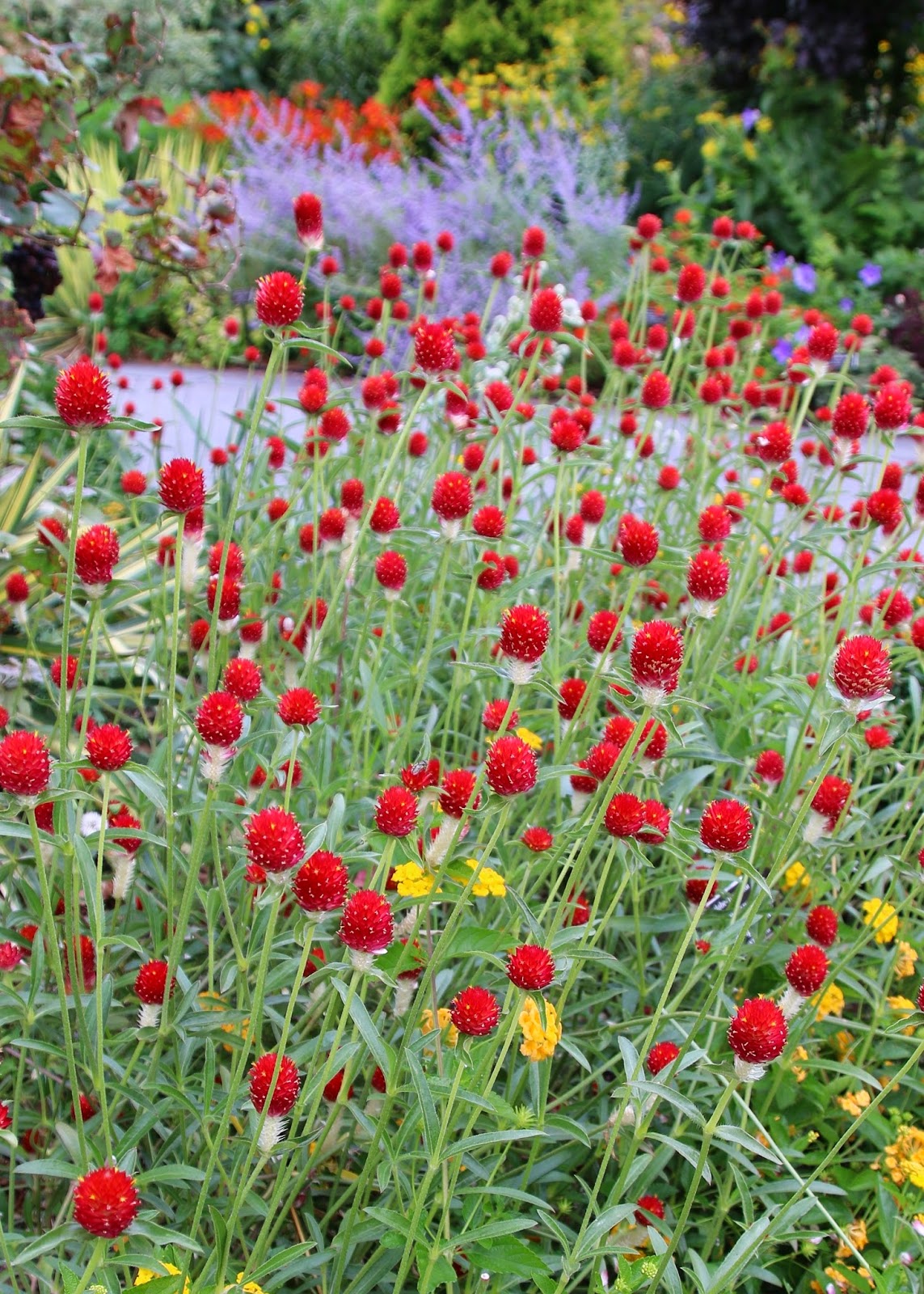 Garden Photo of the Day Red Gomphrena, Strawflower