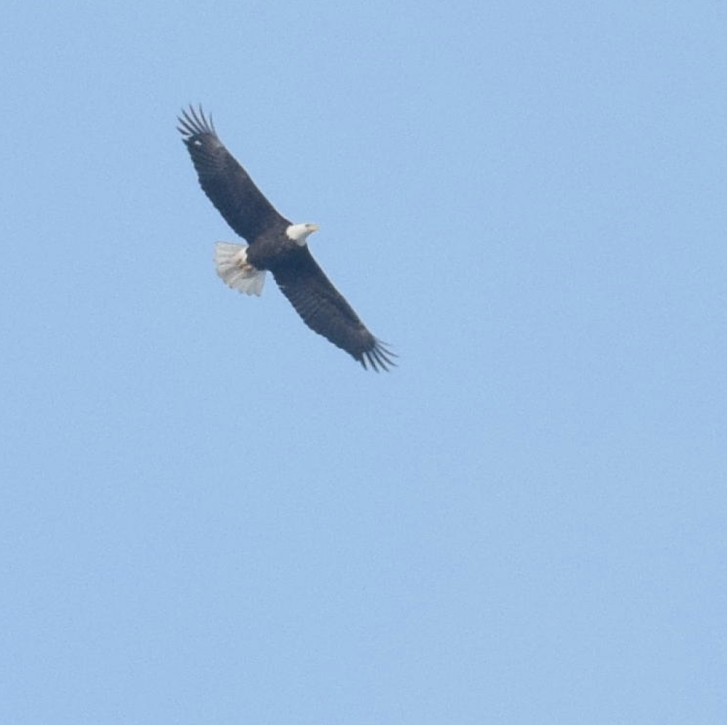 Eagles Wings Soar