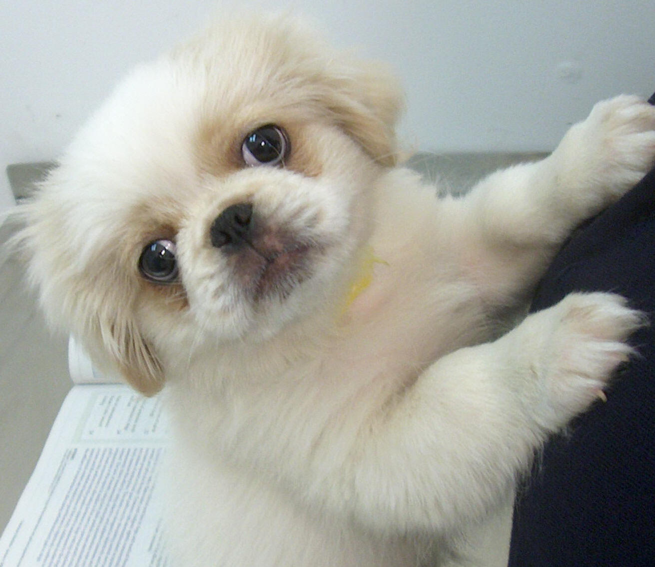 Cute Dogs: Cute Pekingese Dog