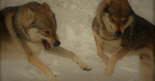 Dua Serigala Yang Bertarung Di Dalam Diri Kita