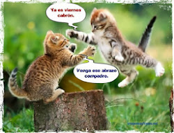 viernes gatos ya imagenes frases chistosas graciosas animales divertidas amor bonitas amistad ese joakin buscar fin tiernos memes bebes perros
