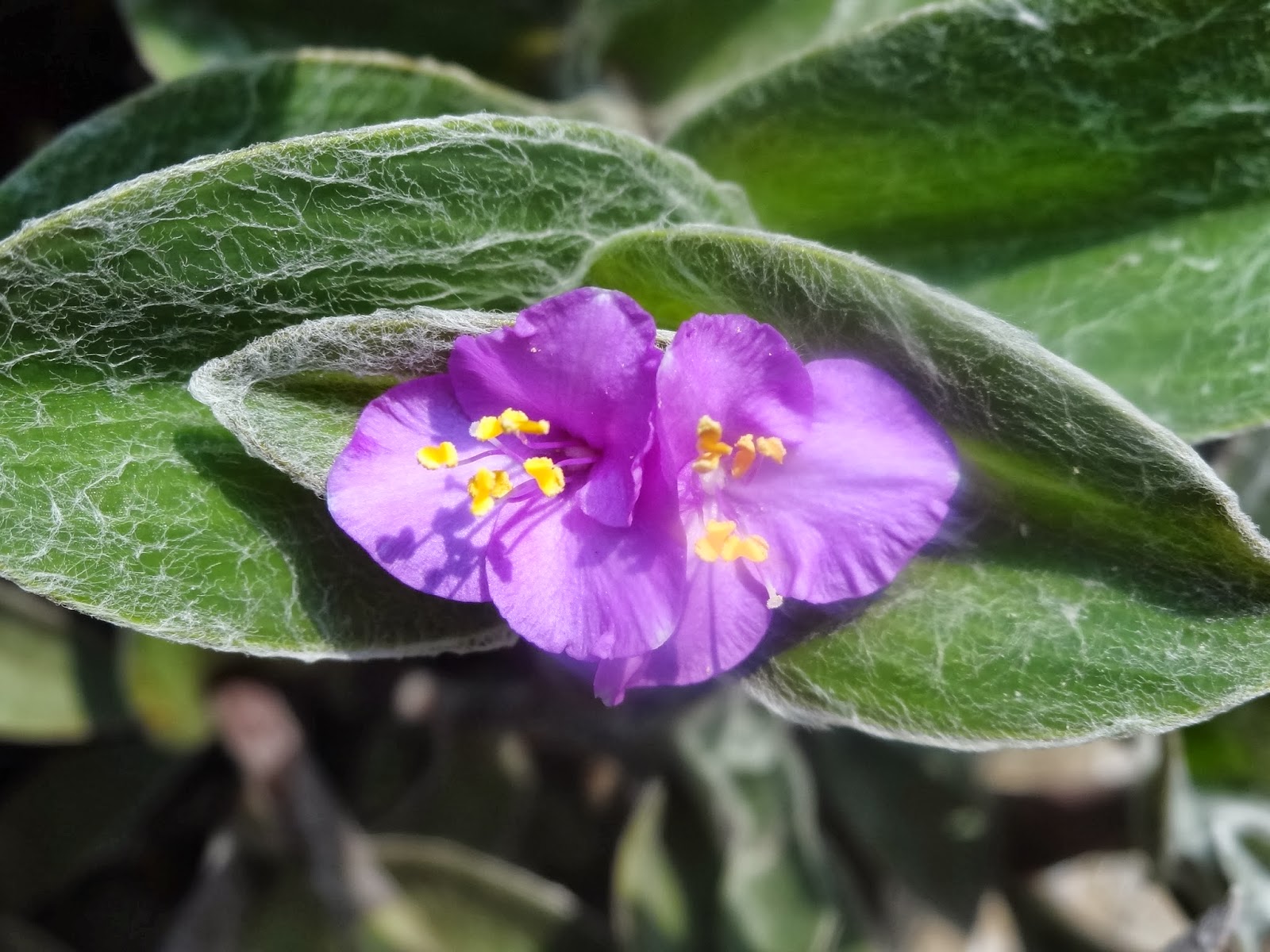 和の花だより 白雪姫 ホワイト ベルべット 花言葉 届けたい切ない気持ち