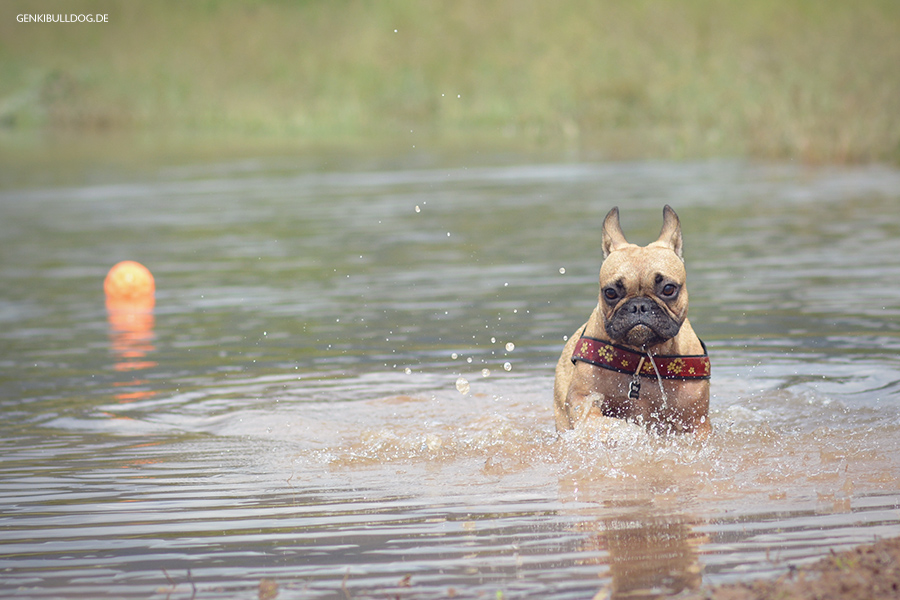Das Leiden eines Nichtschwimmerhundes Das Leiden eines Nichtschwimmerhundes