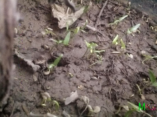 Metro Greens: Green Chilli Seedlings Metro Greens: Green Chilli Seedlings