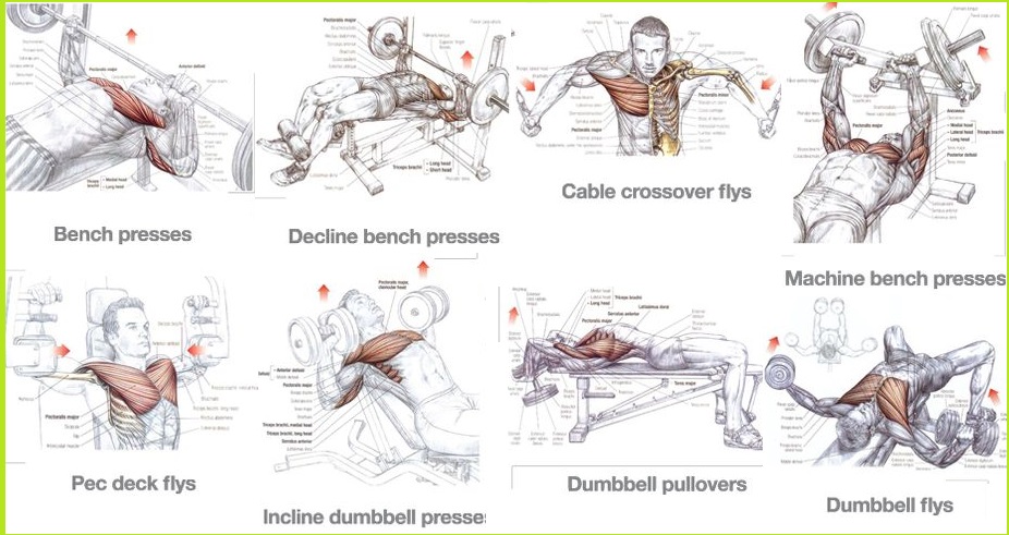 Best Chest Exercises for Mass - Training for Size - Bodydulding