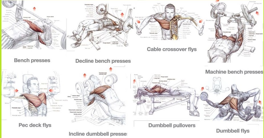 Best Chest Exercises for Mass Training for Size