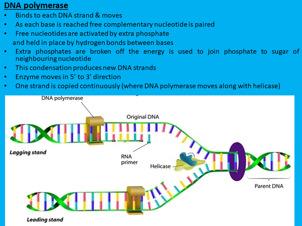 Grade 12 SEMESTER 2 Chapter 1 NUCLEIC ACIDS & PROTEIN SYNTHESIS