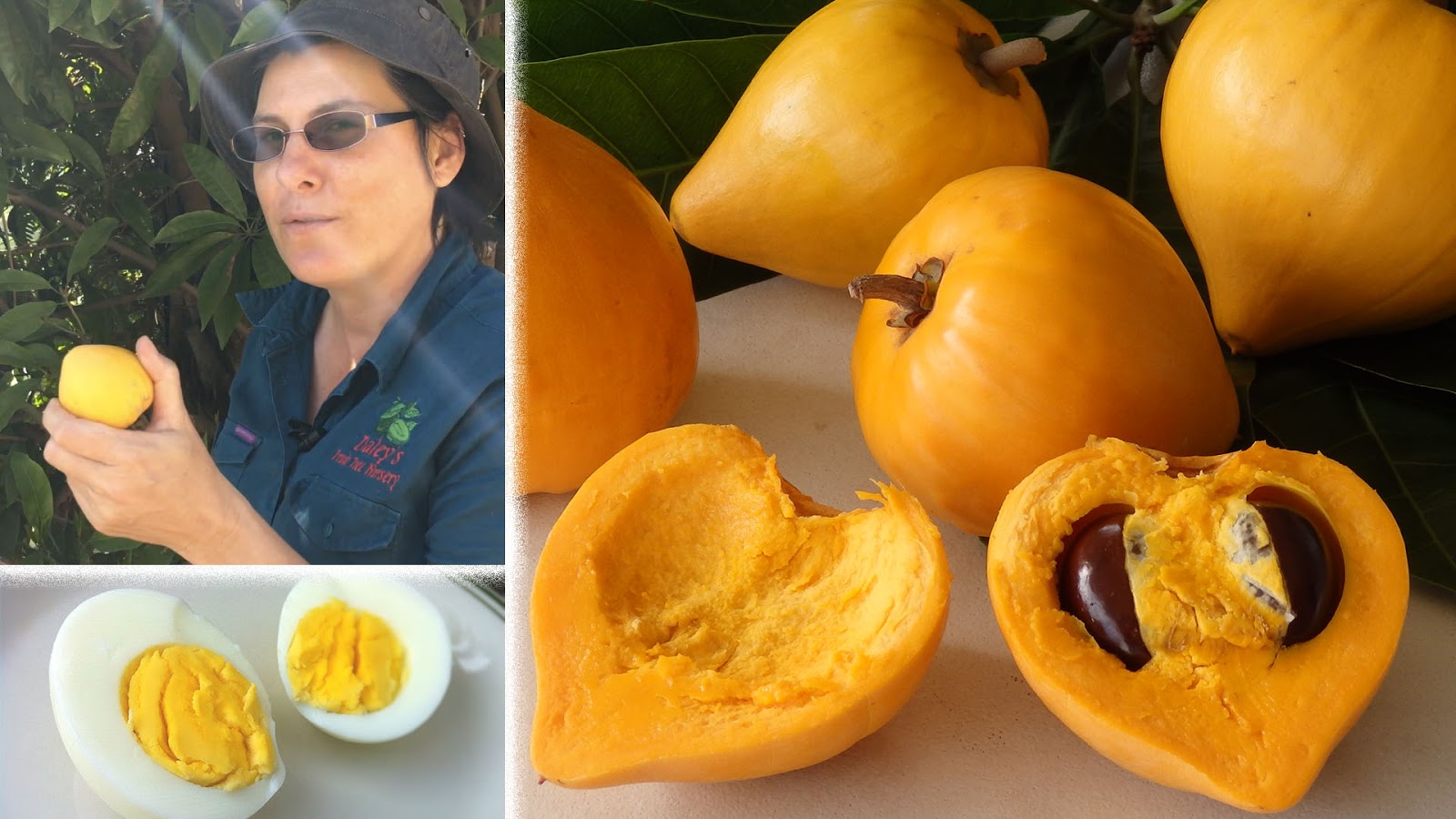 Daleys Fruit Tree Blog Buy Canistel Fruit Trees Grafted Emma in NSW