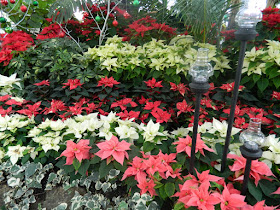 layers of white red pink poinsettias at allan gardens christmas flower show 2012 by garden muses: a toronto gardening blog