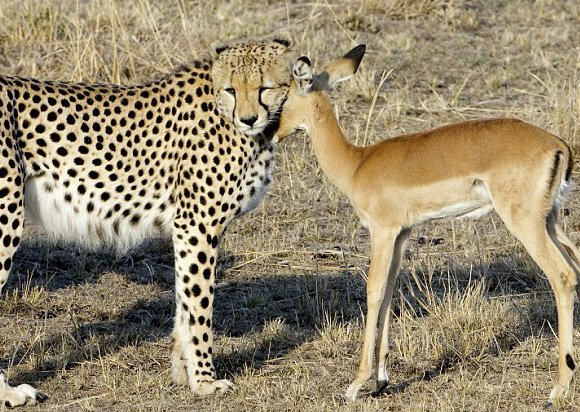 Animal Zoo Life: cheetah,cheetahs,king cheetah,cheetah facts,baby