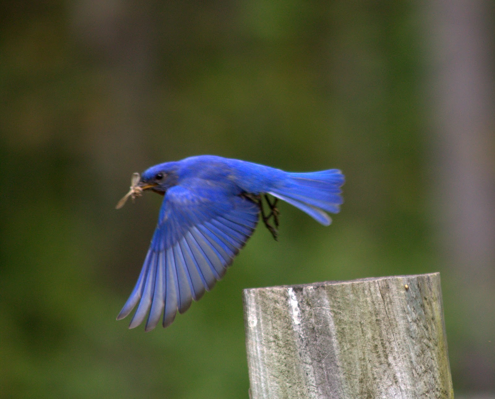 Birding Jablonski Style!: A Bluebird Day Today!