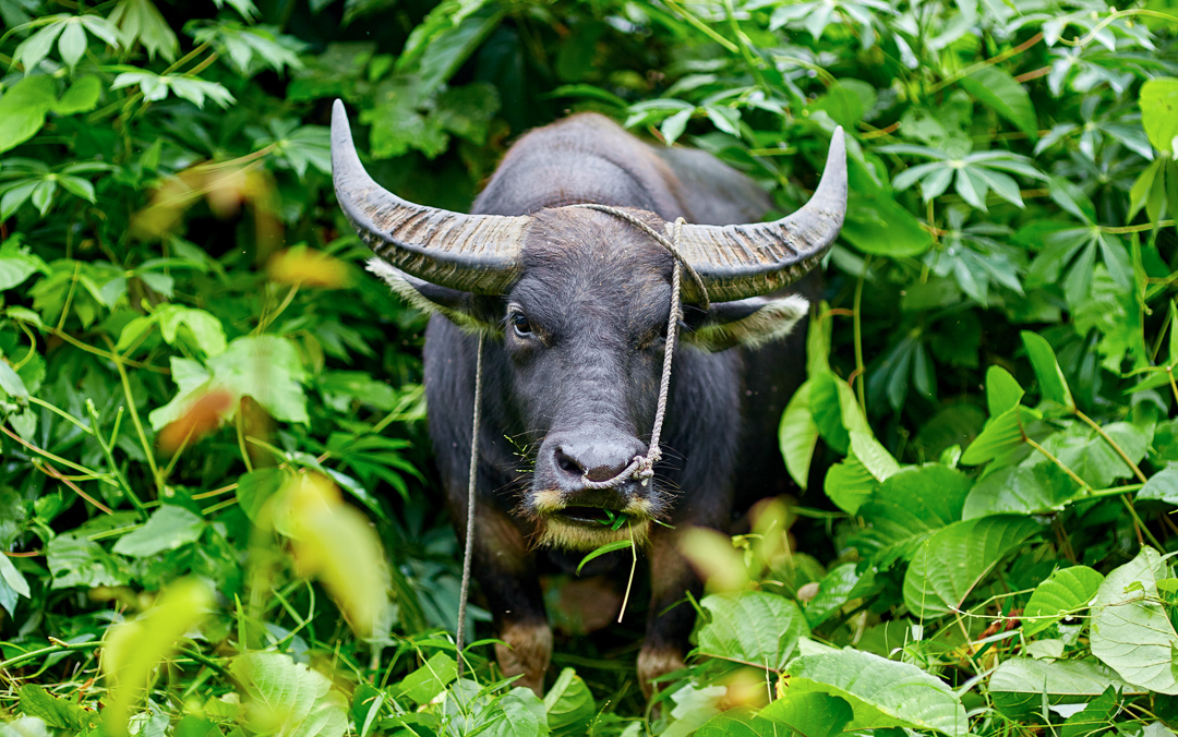 муссонные леса животные. животные тропических лесов красная панда. фауна муссонных лесов в евразии. муссонные леса животный мир. животные муссонных лесов.