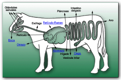 digestivo aparato poligastricos estructura rumiantes