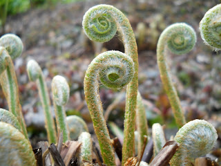 Emerging fern fronds