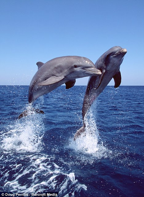 bottlenose dolphin, dolphin pictures, Doug Perrine has captured some amazing pictures of bottlenose dolphins in Caribbean Sea, cute dolphins, bottlenose dolphin pictures