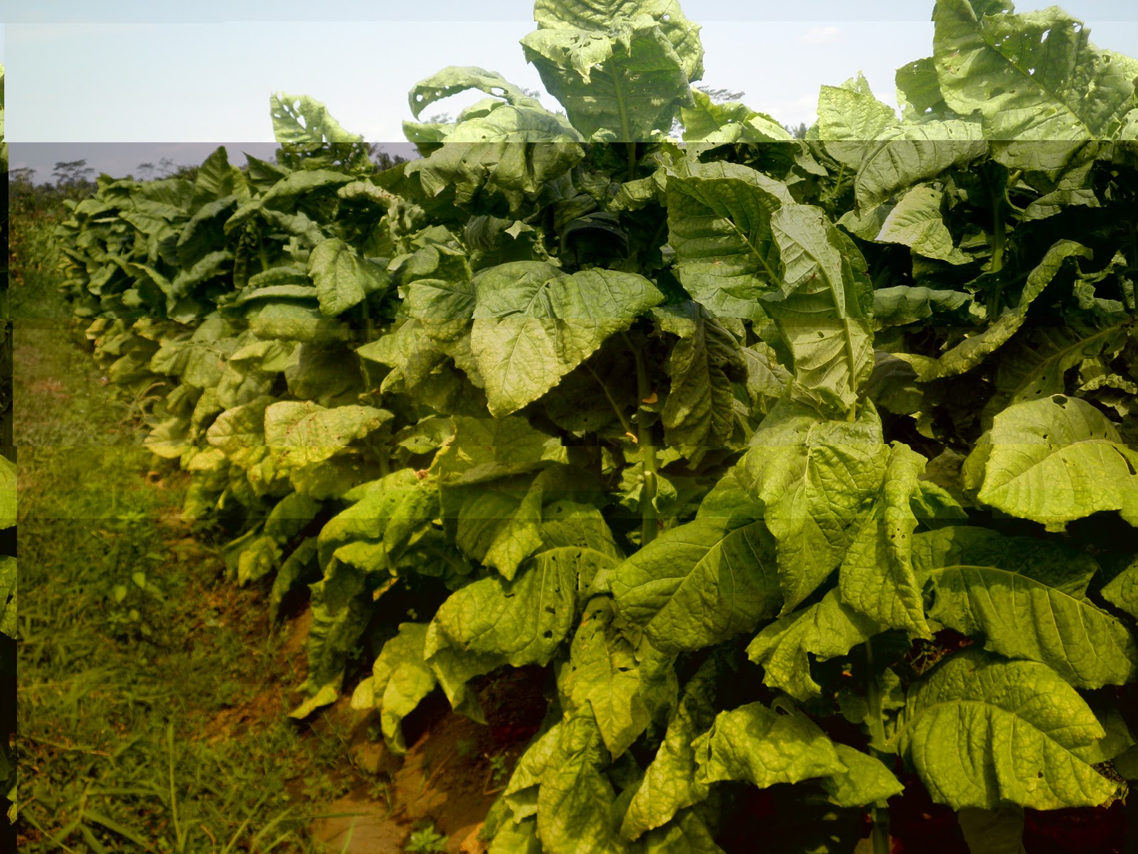 Tembakau Paiton : Tembakau Rakyat Probolinggo | Tembakau dan Cengkeh