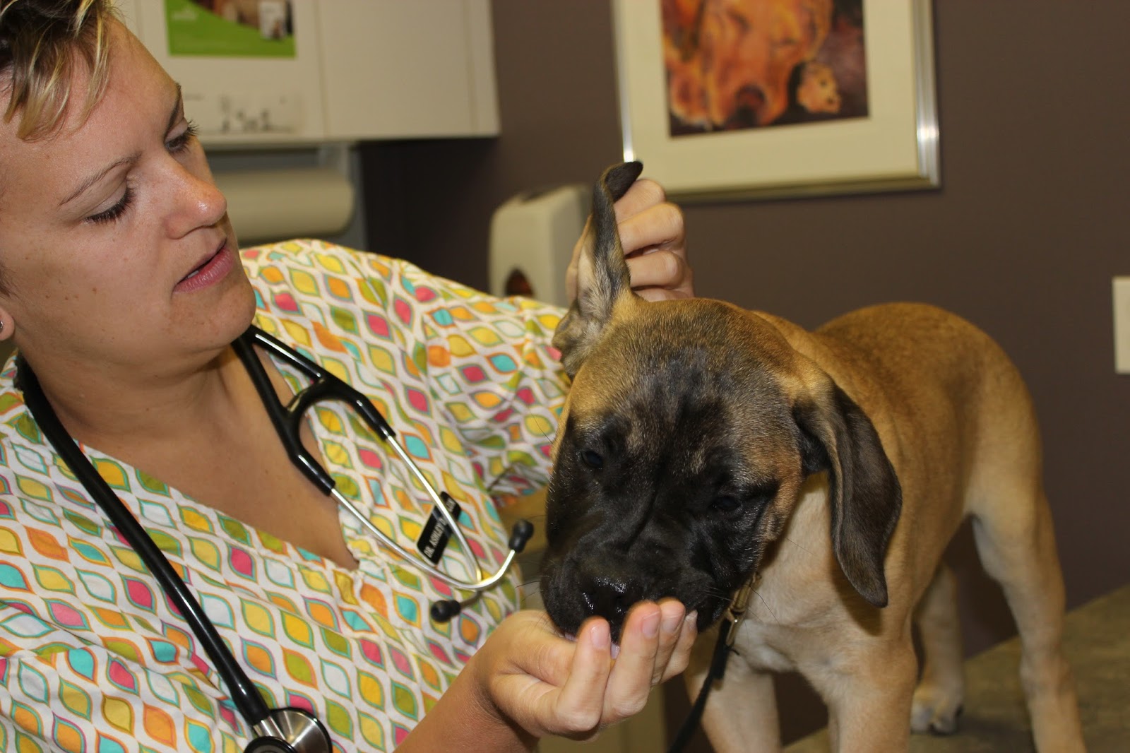 Ashley The Vet Daisy's First Vet Visit
