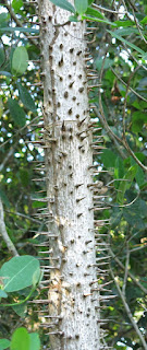 Mauritiella armata, Arecaceae